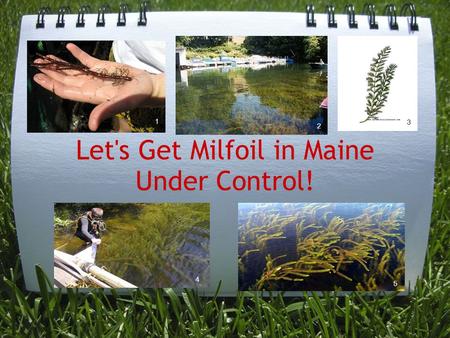 Let's Get Milfoil in Maine Under Control! 3 2 4 5 1.