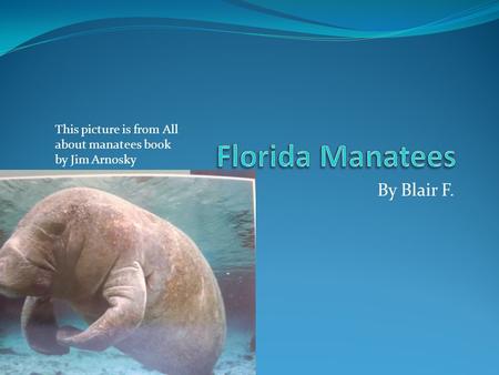 By Blair F. This picture is from All about manatees book by Jim Arnosky.