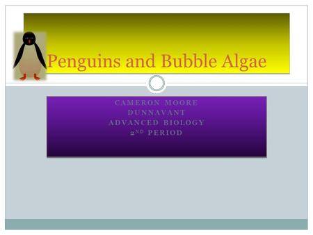 CAMERON MOORE DUNNAVANT ADVANCED BIOLOGY 2 ND PERIOD CAMERON MOORE DUNNAVANT ADVANCED BIOLOGY 2 ND PERIOD Penguins and Bubble Algae.