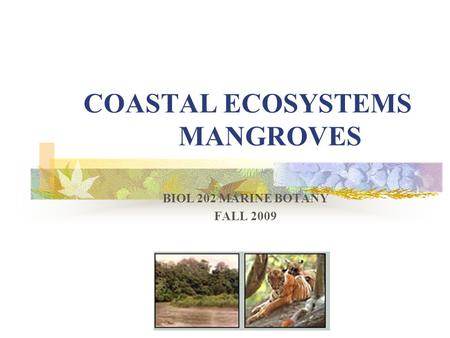 COASTAL ECOSYSTEMS MANGROVES BIOL 202 MARINE BOTANY FALL 2009.