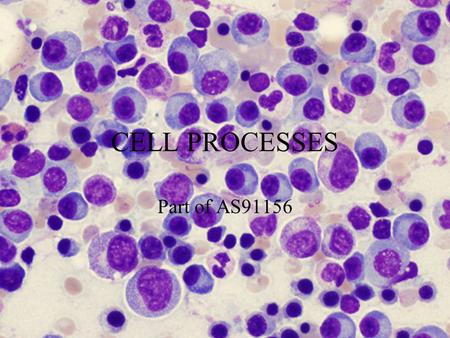 CELL PROCESSES Part of AS91156. Transport Passive Transport Active Transport.