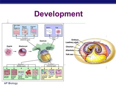 AP Biology Development. AP Biology Big Questions: 1. How does a multicellular organism develop from a zygote? 2. How is the position of the parts of an.