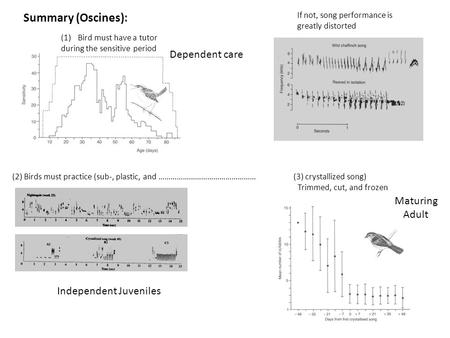 Summary (Oscines): (2) Birds must practice (sub-, plastic, and ………………………………………… (3) crystallized song) Trimmed, cut, and frozen If not, song performance.