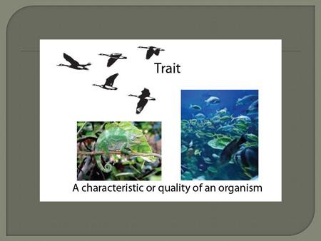  STRUCTURAL – how an organism is built or looks may aid its survival  PHYSIOLOGICAL – how an organism can perform specific functions may aid its survival.