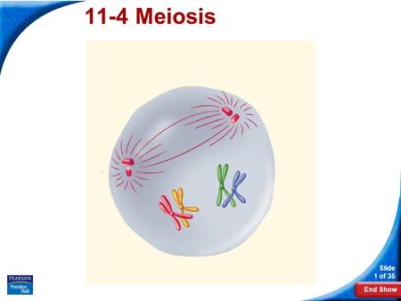 11-4 Meiosis 11-4 Meiosis.