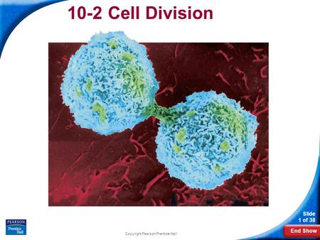 End Show Slide 1 of 38 Copyright Pearson Prentice Hall 10-2 Cell Division.