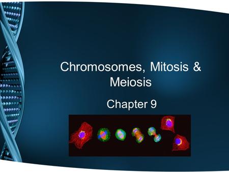 Chromosomes, Mitosis & Meiosis