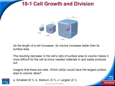 End Show Slide 1 of 38 Copyright Pearson Prentice Hall 10-1 Cell Growth and Division As the length of a cell increases, its volume increases faster than.