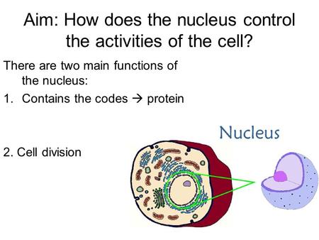 Aim: How does the nucleus control the activities of the cell? There are two main functions of the nucleus: 1.Contains the codes  protein 2. Cell division.