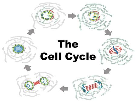 The Cell Cycle.