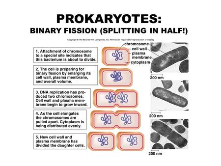 PROKARYOTES: BINARY FISSION (SPLITTING IN HALF!).