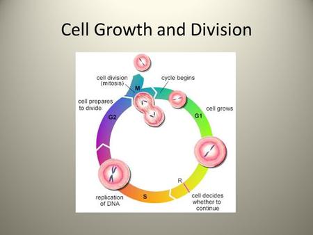 Cell Growth and Division