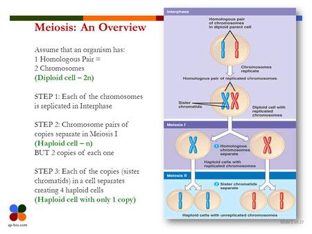 Meiosis: An Overview Assume that an organism has: 1 Homologous Pair =