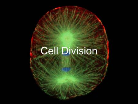 Cell Division.