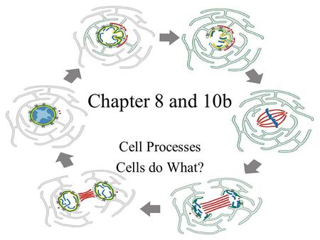 Chapter 8 and 10b Cell Processes Cells do What?. Osmosis What is diffusion? (review) Osmosis is the diffusion of water across a selectively permeable.