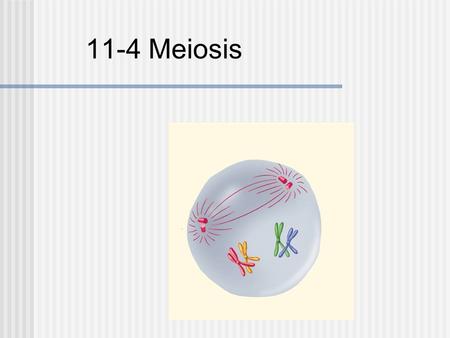 11-4 Meiosis. Each organism must inherit a single copy of every gene from each of its “parents.” Gametes are formed by a process that separates the two.