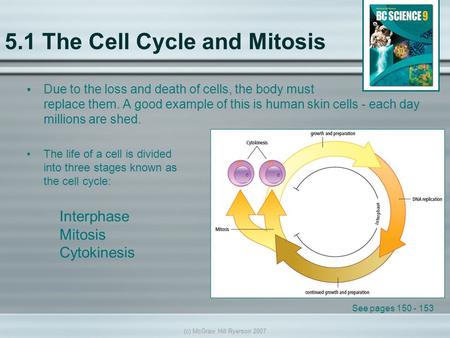 (c) McGraw Hill Ryerson 2007 5.1 The Cell Cycle and Mitosis Due to the loss and death of cells, the body must replace them. A good example of this is human.