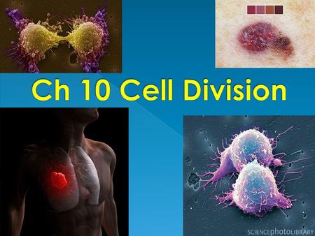 Why Would a Cell Divide? As cells absorb nutrients and get larger, the volume of the cell increases faster than the surface area This means that a.