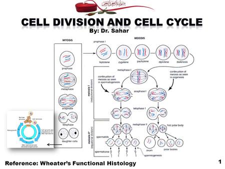 Reference: Wheater’s Functional Histology 1 By: Dr. Sahar.