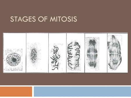 Stages of Mitosis.