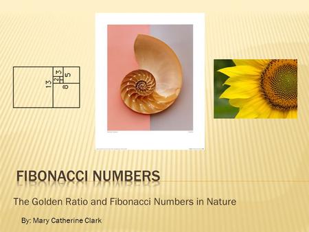 The Golden Ratio and Fibonacci Numbers in Nature