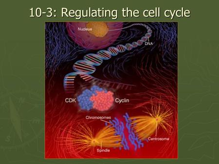 10-3: Regulating the cell cycle. Cardiac cells Small intestine Smooth muscle Nerve cell: brain Cardiac: cannot divide Smooth muscle: can divide Intestine: