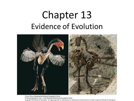 Chapter 13 Evidence of Evolution