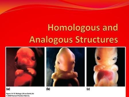 Homologous and Analogous Structures