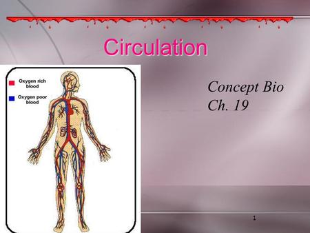 1 Circulation Concept Bio Ch. 19. Vocabulary 1. plasma 2. hemoglobin 3. platelet 4. pulmonary circulation 5. systemic circulation 6. atrium 7. ventricle.