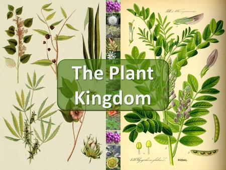 All Plants: Are Eukaryotic (have a nucleus) Have cell walls made of cellulose Are Autotrophs – photosynthetic Are Non-motile (cannot move)