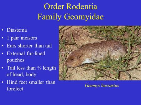 Order Rodentia Family Geomyidae