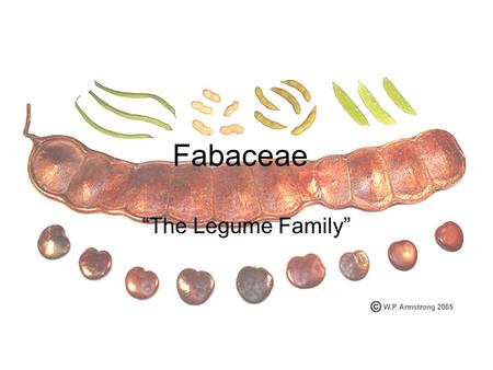 Fabaceae “The Legume Family”. A little background information Fabaceae forms the third largest family of flowering plants with 690-800 genera and 14,000-20,000.