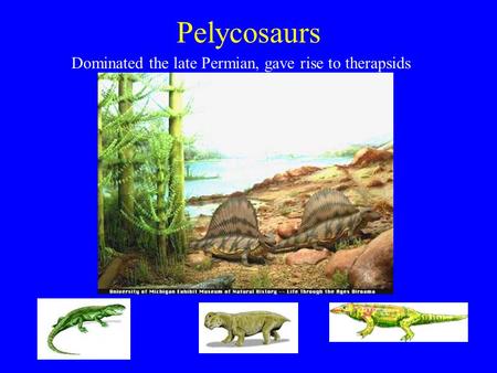 Pelycosaurs Dominated the late Permian, gave rise to therapsids.