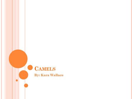 C AMELS By: Kara Wallace. Y OUR INTRODUCTION TO CAMELS ! Camels are one of Saudi Arabia’s main source of transportation!