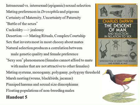 Intrasexual vs. intersexual (epigamic) sexual selection Mating preferences in Drosophila and pigeons Certainty of Maternity, Uncertainty of Paternity “Battle.