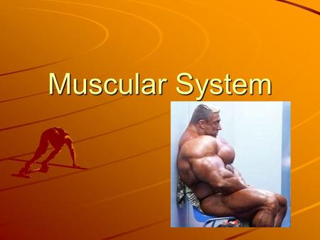 Muscular System.