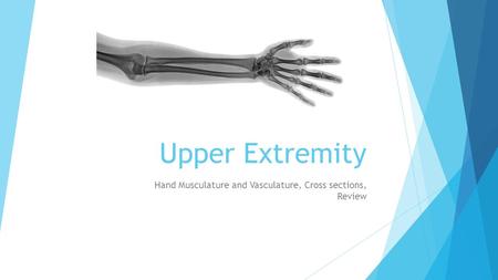 Hand Musculature and Vasculature, Cross sections, Review