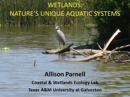 Wetlands: nature’s unique aquatic systems