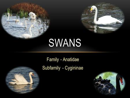 Family - Anatidae Subfamily - Cygininae