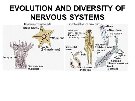 EVOLUTION AND DIVERSITY OF NERVOUS SYSTEMS Development of nerve nets  Cephalization and nerve cords.