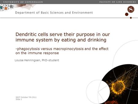 SEST October 7th 2011 Slide 1 Louise Henningsen, PhD-student Dendritic cells serve their purpose in our immune system by eating and drinking -phagocytosis.