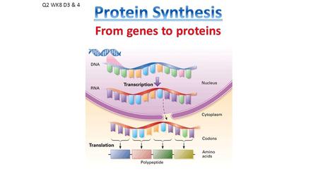 Q2 WK8 D3 & 4. How does DNA’s message travel OUT of the nucleus and INTO THE CELL, where the message gets expressed as a protein??? This is known as…