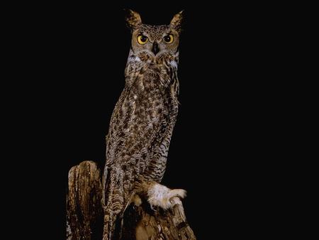 Great Horned Owl Bubo virginianus 1.Eukaryote 2.Nucleus in cells 3.Multicellular 4.No Cell Wall 5.Heterotroph 6.Motile 7.Sexual Reproduction.