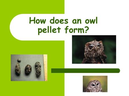 How does an owl pellet form? Catching the prey… Before an owl pellet can start to be formed, the owl must first catch its prey. Owls are carnivores and.