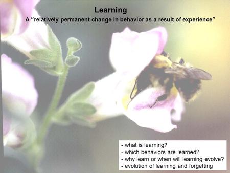 Learning A “relatively permanent change in behavior as a result of experience” - what is learning? - which behaviors are learned? - why learn or when will.