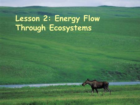 Lesson 2: Energy Flow Through Ecosystems. Physical Aspects in an Ecosystem  BIOTIC FACTORS  Bio means “life”  Living organisms  Plants  Animals 