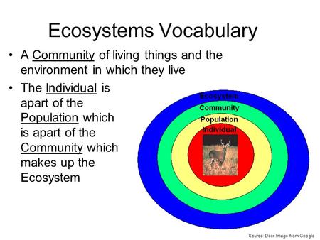 Ecosystems Vocabulary