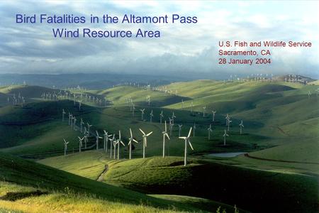 Bird Fatalities in the Altamont Pass Wind Resource Area U.S. Fish and Wildlife Service Sacramento, CA 28 January 2004.