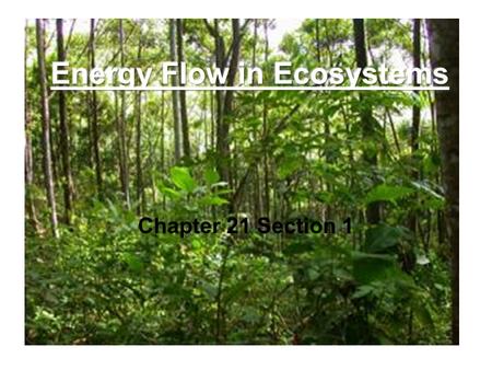 Energy Flow in Ecosystems