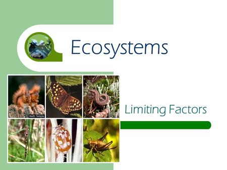 Limiting Factors Ecosystems. Let’s suppose…. We have two mice…: and they produce the standard 56 “pups” (baby mice) each year. and each of these mice.